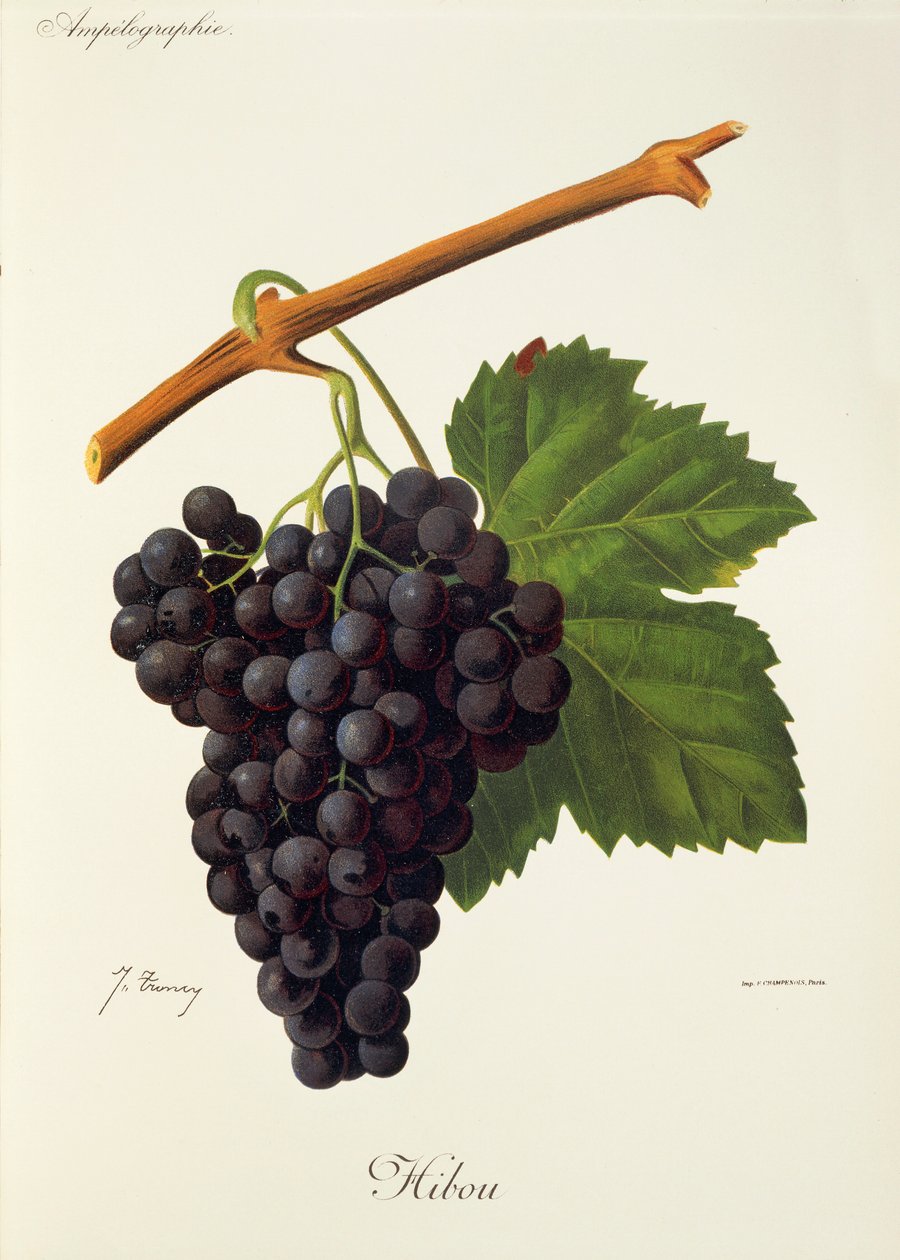 Sowa winogrona J.Troncy autorstwa Jules Troncy