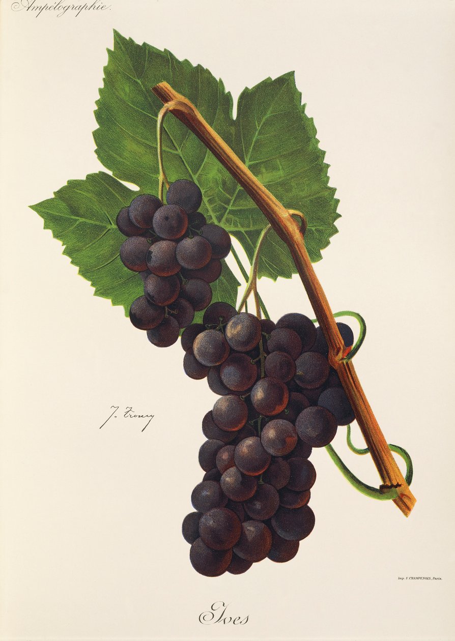 Ives winogron J.Troncy autorstwa Jules Troncy