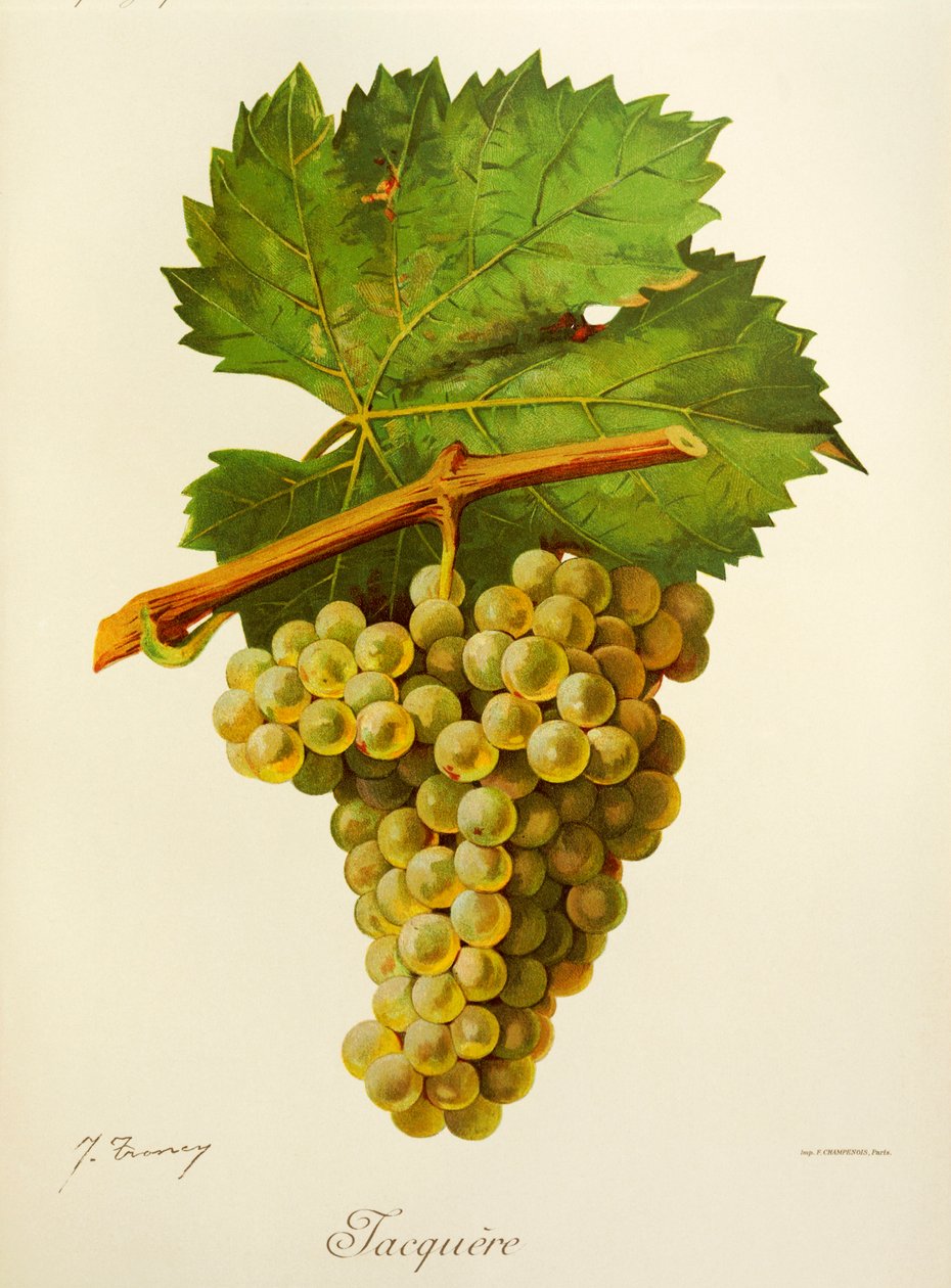 Winogrono Jacquere J.Troncy autorstwa Jules Troncy