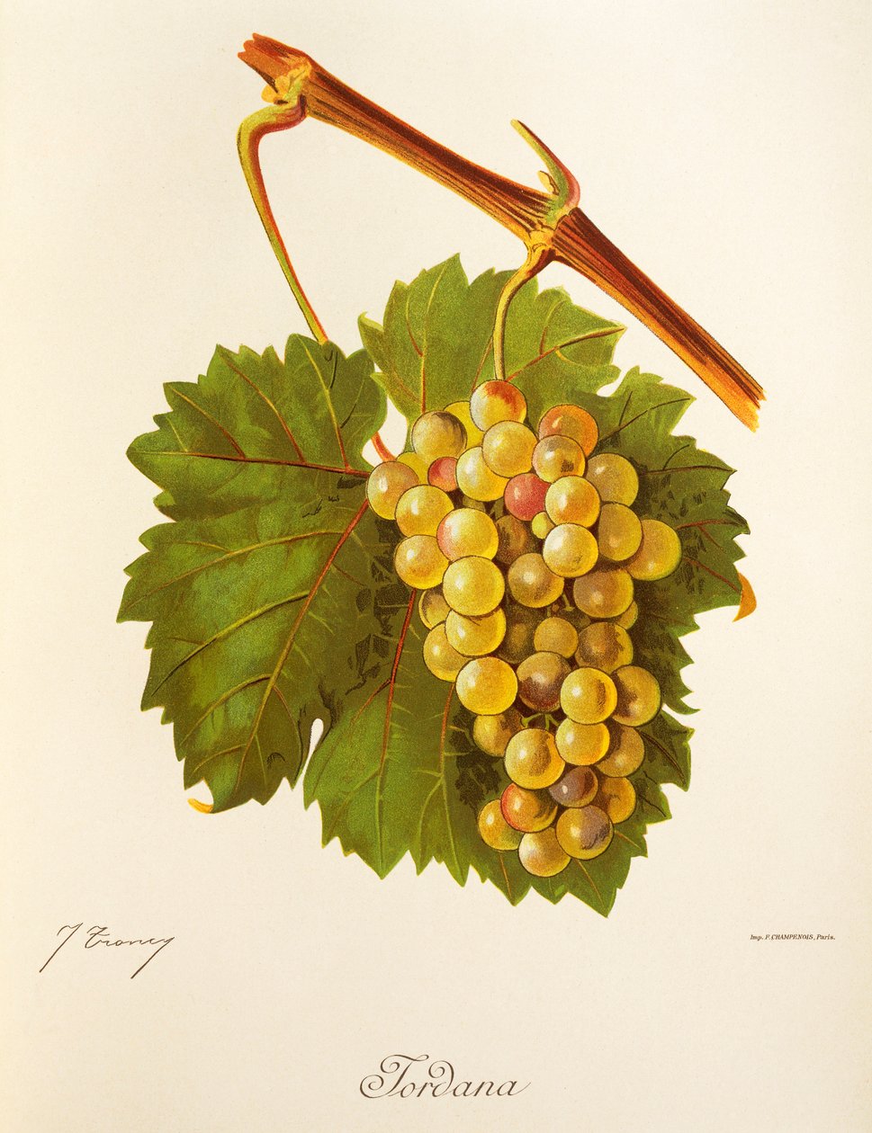 Winogrona Jordana J.Troncy autorstwa Jules Troncy