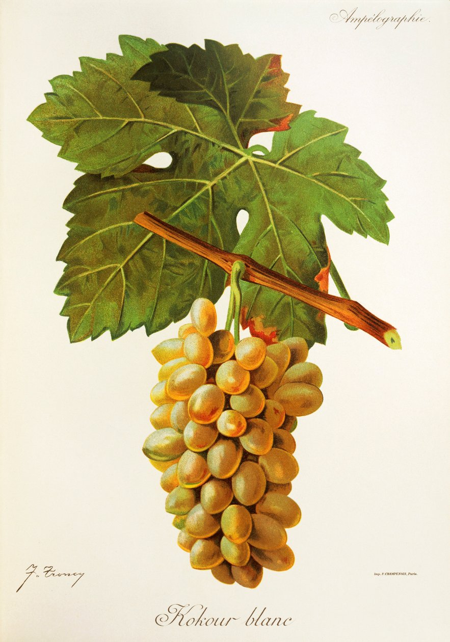 Winogrona Kokour Blanc J.Troncy autorstwa Jules Troncy