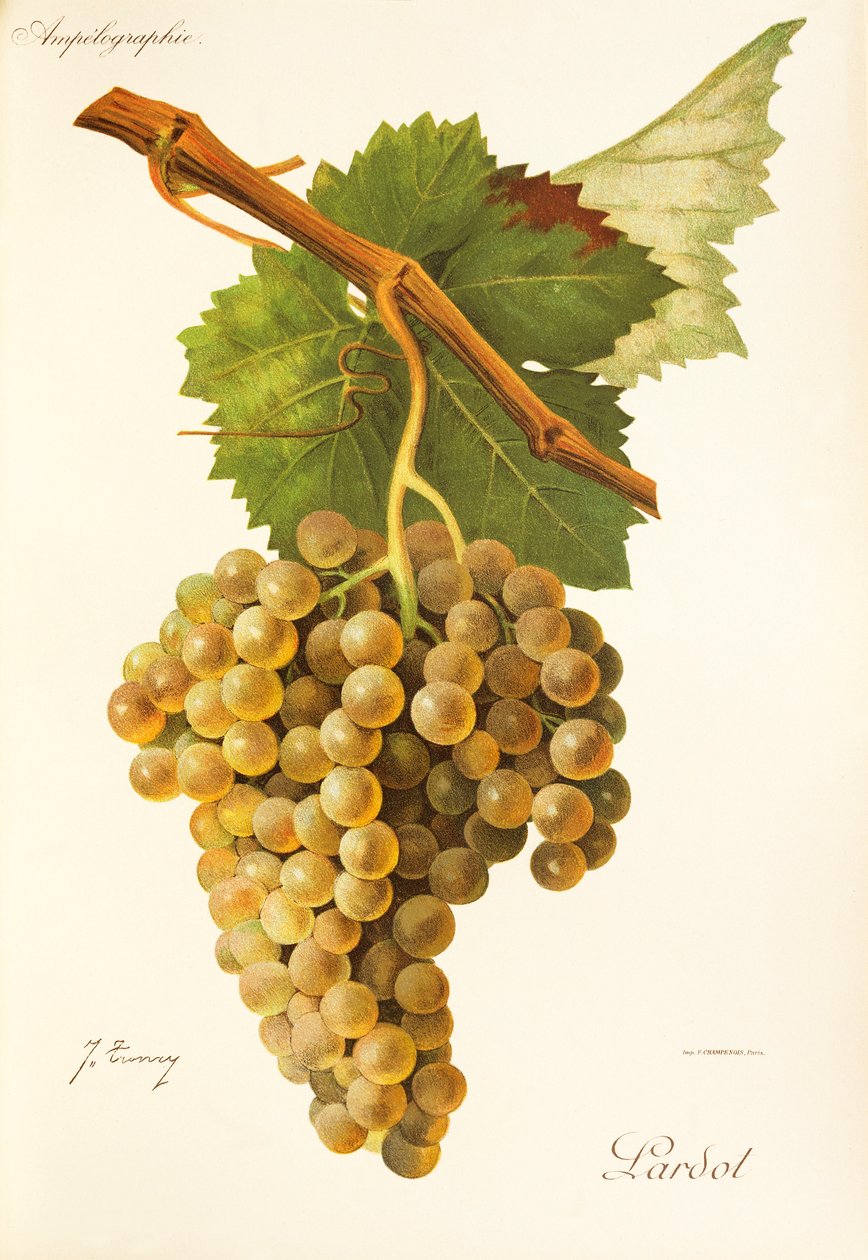 Winogrona Lardot J.Troncy autorstwa Jules Troncy