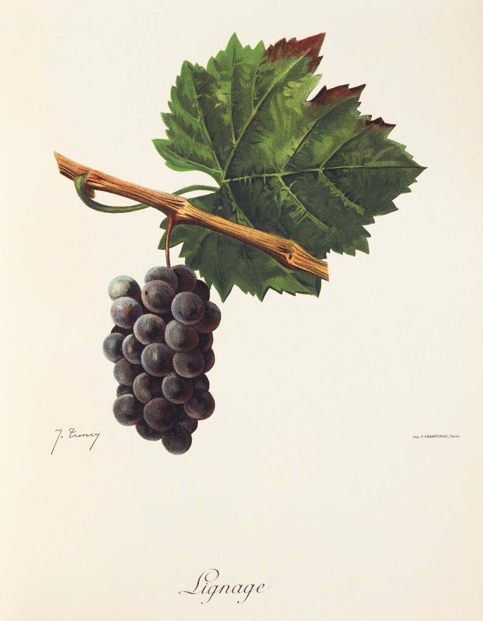 Linia winogron J.Troncy autorstwa Jules Troncy
