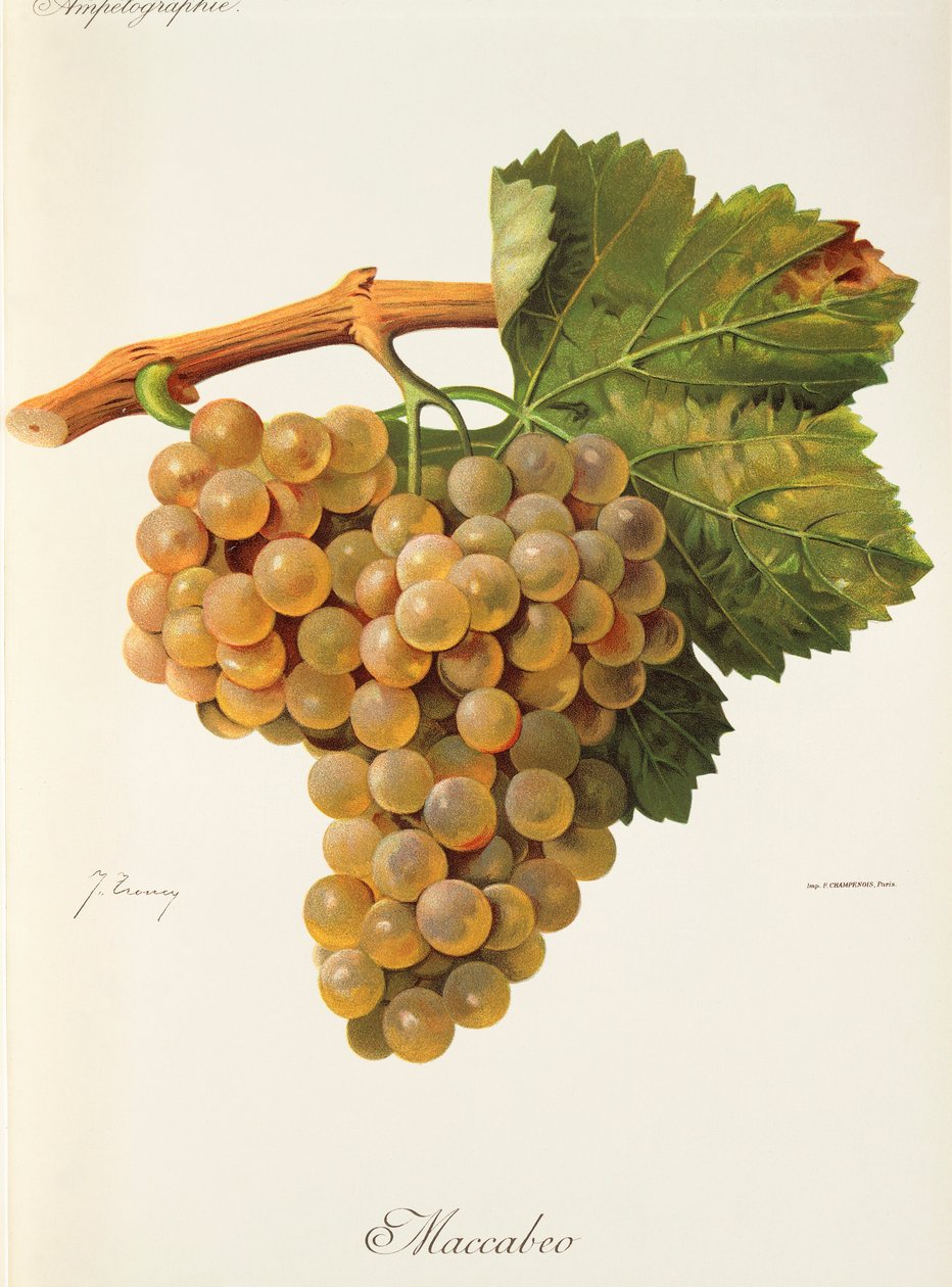 Winogrona Maccabeo J.Troncy autorstwa Jules Troncy