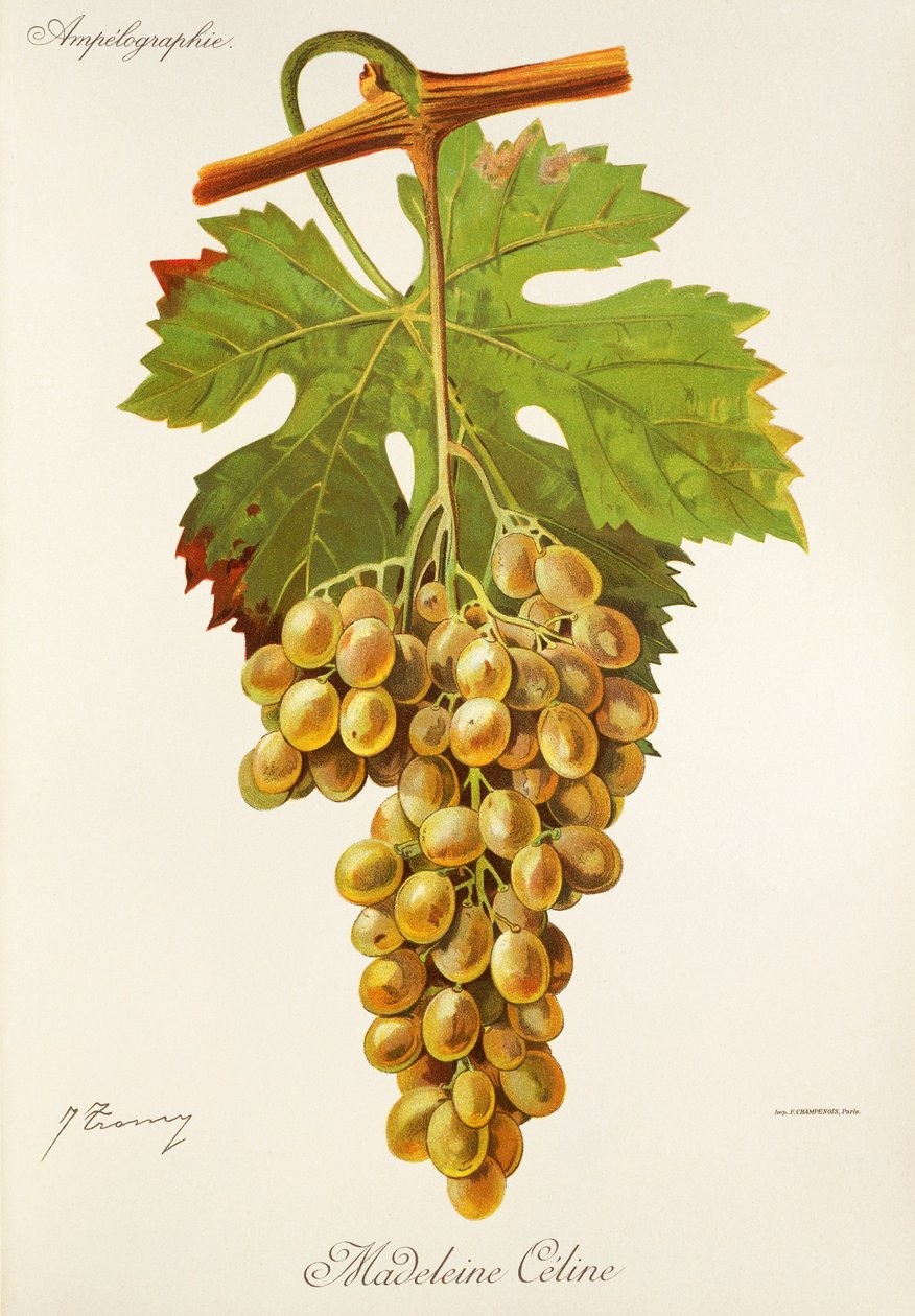 Winogrona Madeleine Celine J.Troncy autorstwa Jules Troncy