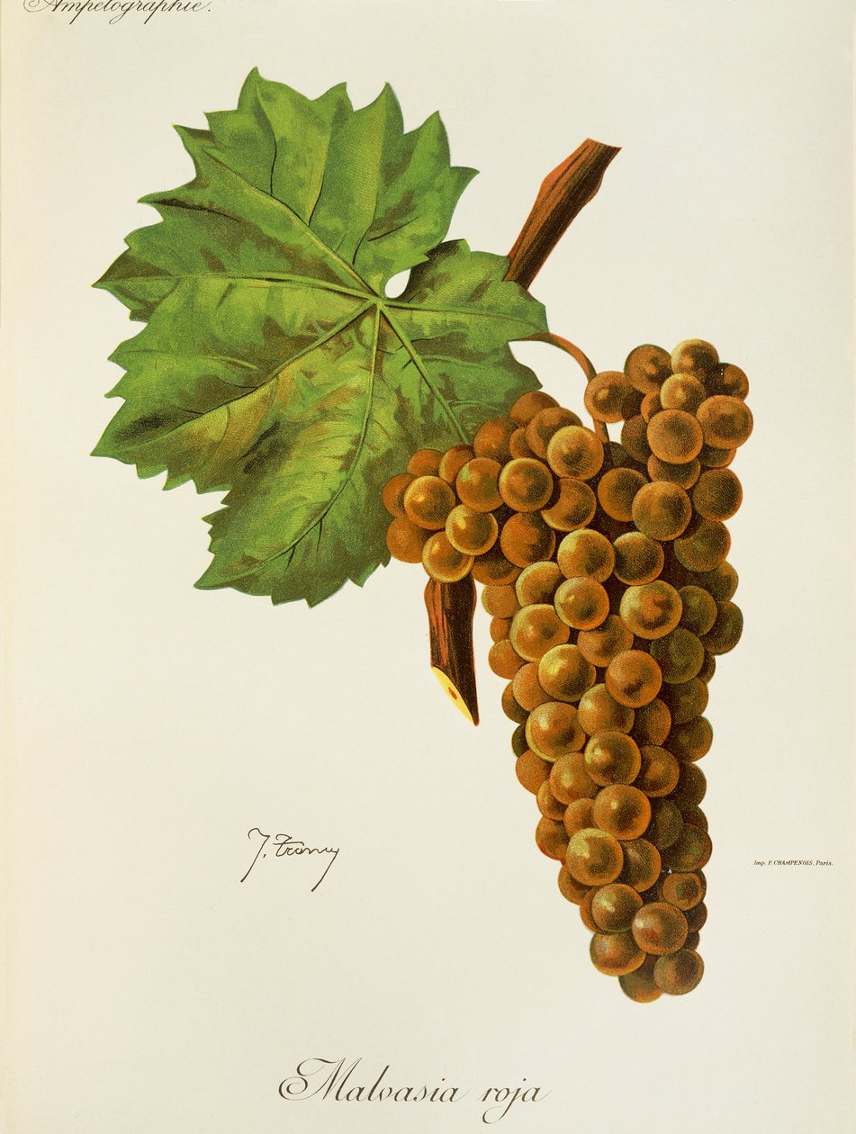 Winogrona Malvasia Roja J.Troncy autorstwa Jules Troncy