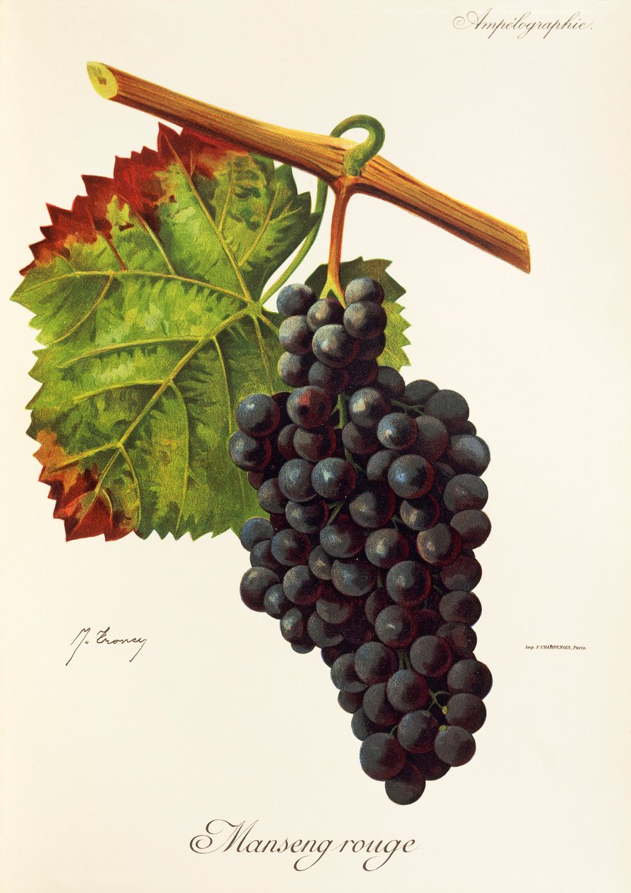 Winogrona Manseng Rouge J.Troncy autorstwa Jules Troncy
