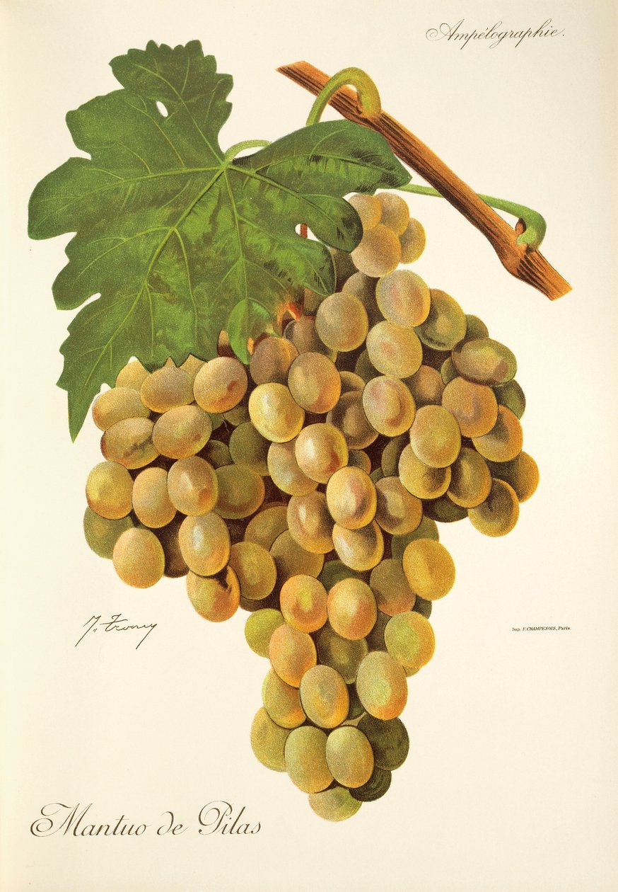 Winogrona Mantua de Pilas J.Troncy autorstwa Jules Troncy