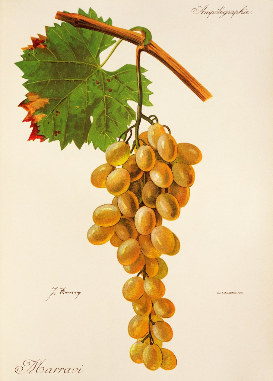 Winogrona Marravi J.Troncy autorstwa Jules Troncy