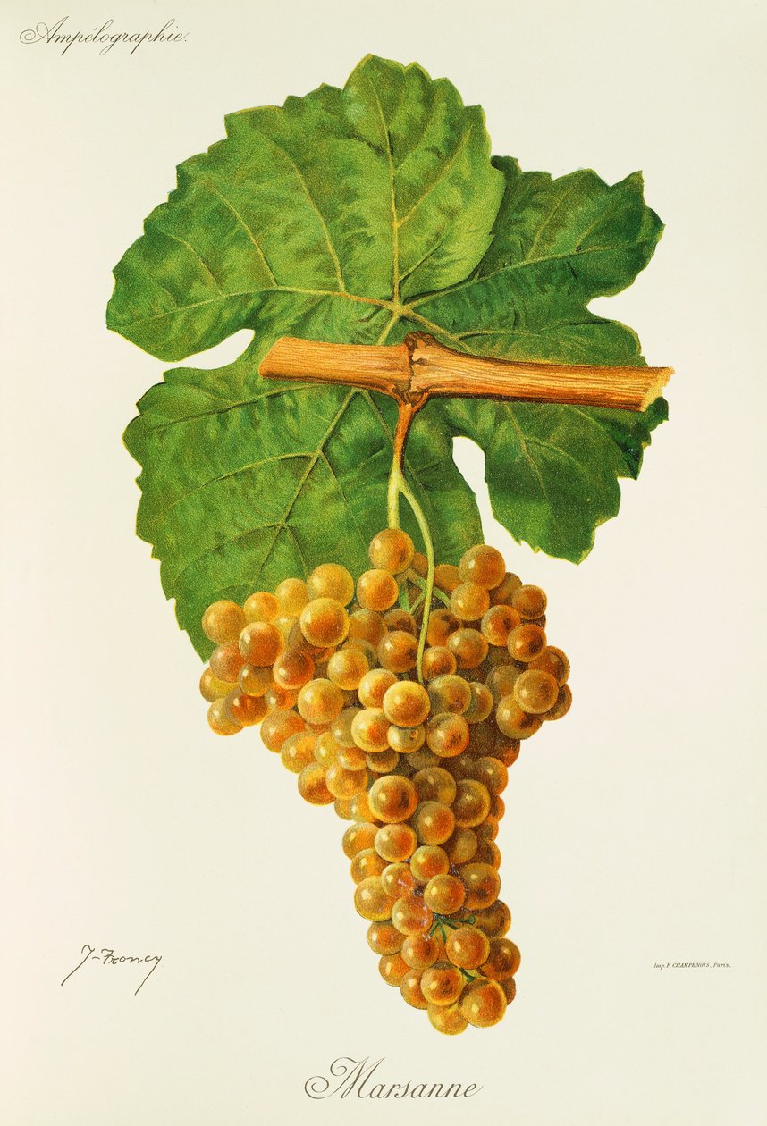 Winogrona Marsanne J.Troncy autorstwa Jules Troncy