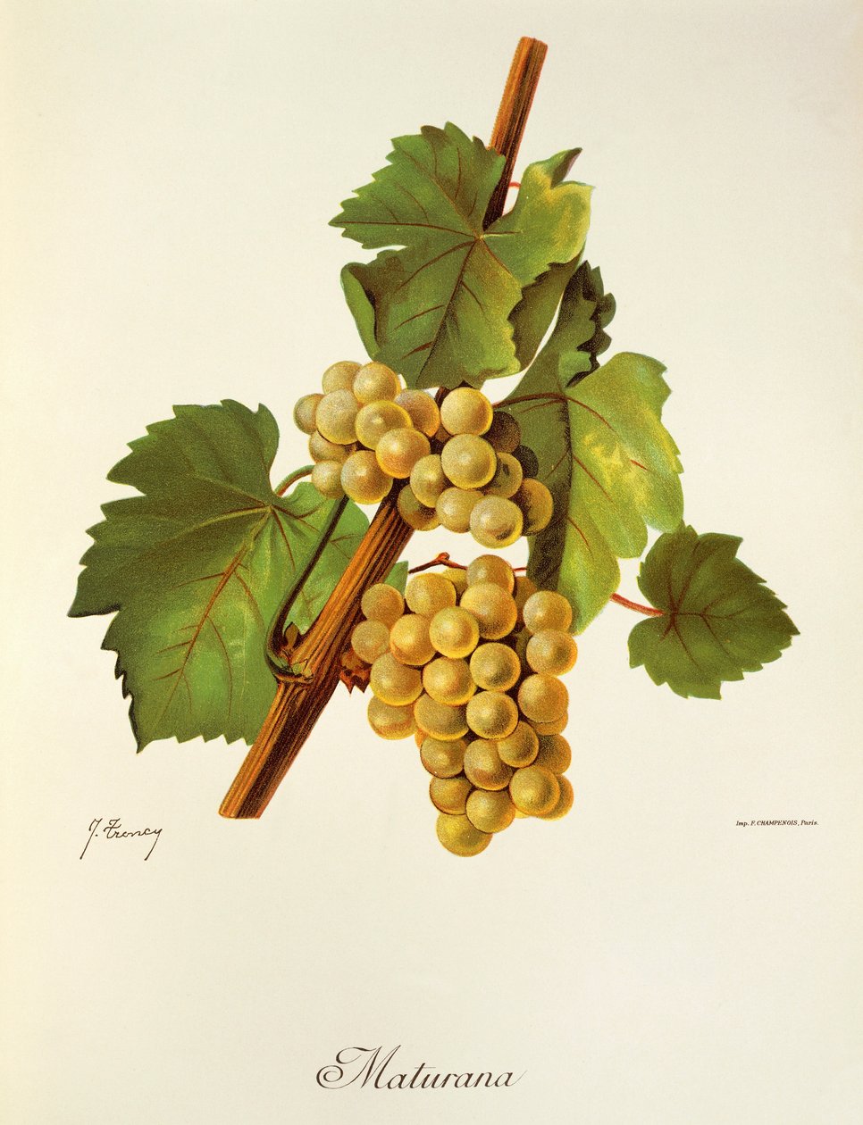 Winogrona Maturana J.Troncy autorstwa Jules Troncy