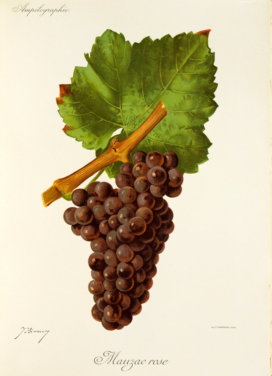 Winogrona Mauzac Rose by J.Troncy autorstwa Jules Troncy