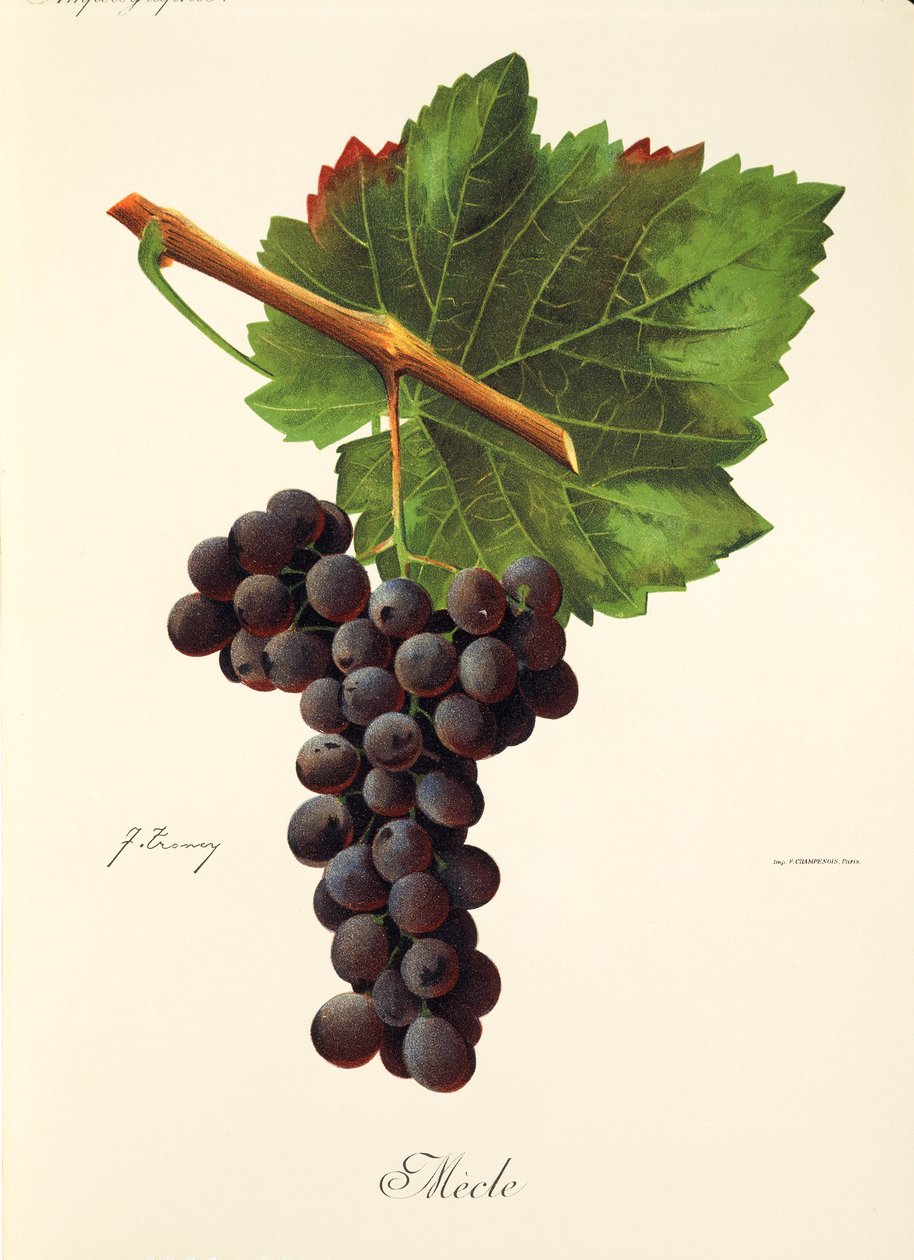 Winogrona Mecle J.Troncy autorstwa Jules Troncy
