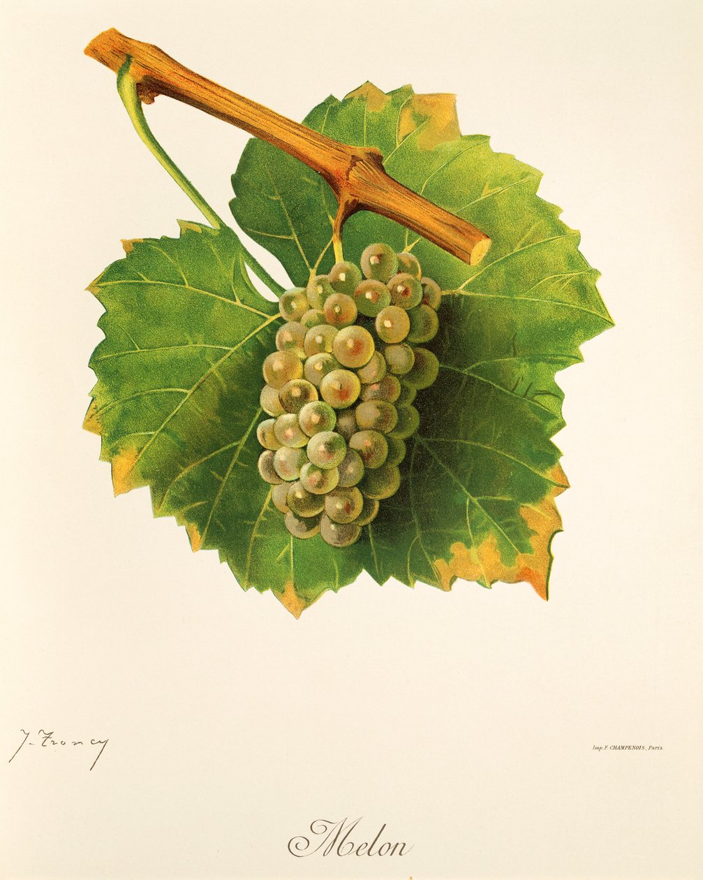 Winogrona melonowe J.Troncy autorstwa Jules Troncy
