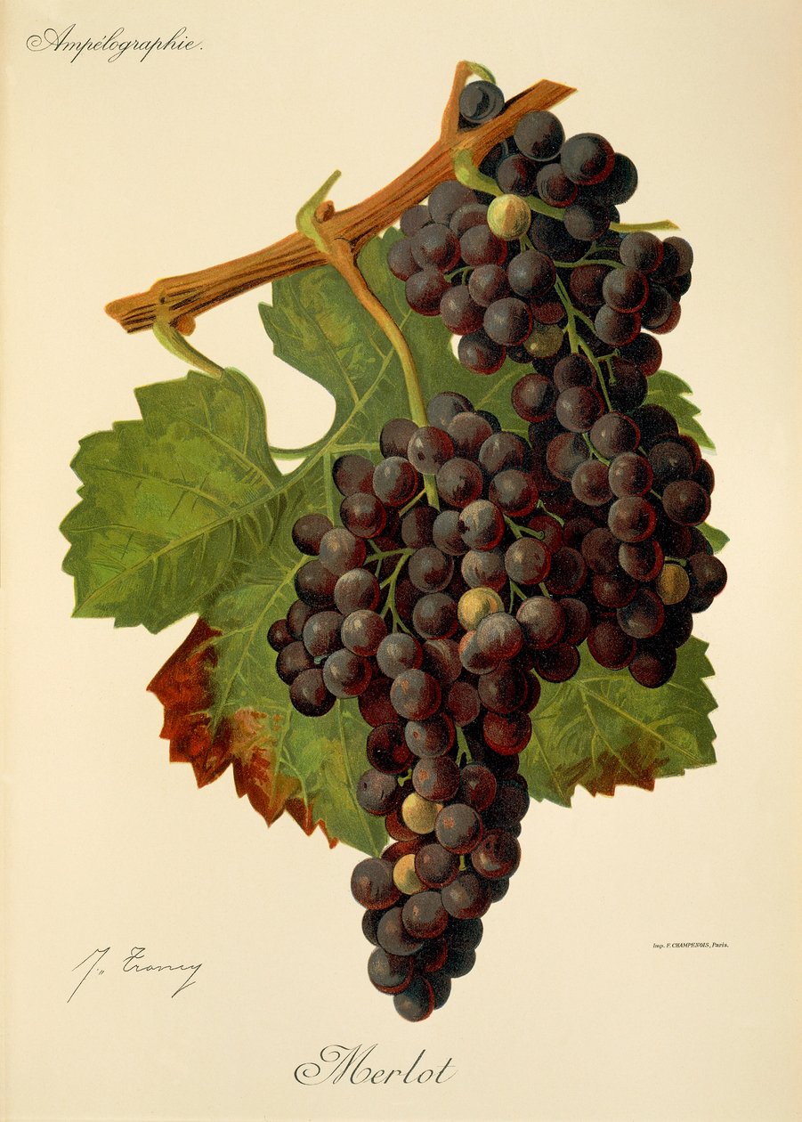 Winogrona Merlot J.Troncy autorstwa Jules Troncy