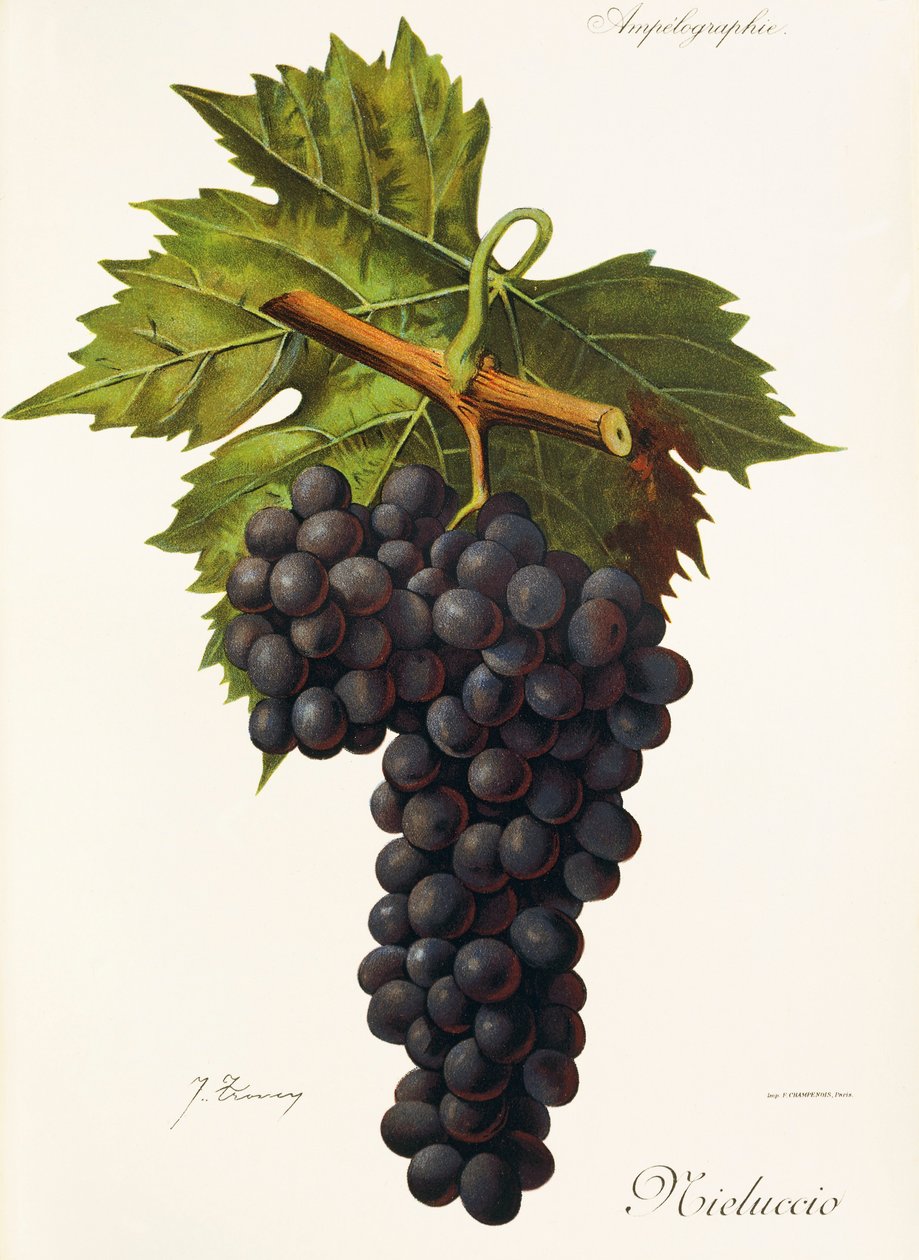 Winogrona Mieluccio J.Troncy autorstwa Jules Troncy