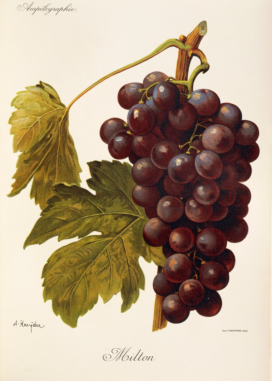 Winogrono Milton J.Troncy autorstwa Jules Troncy