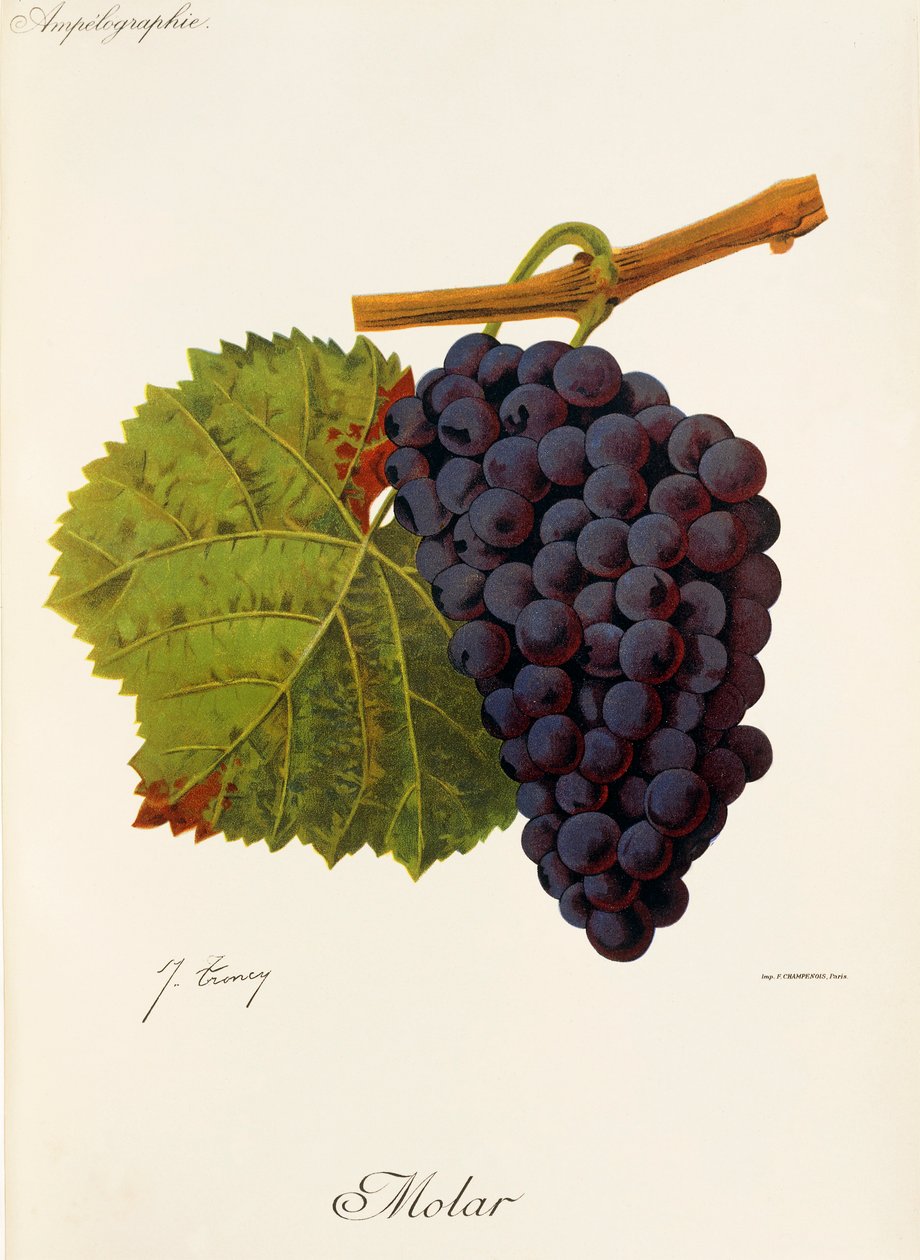 Winogrona molowe J.Troncy autorstwa Jules Troncy