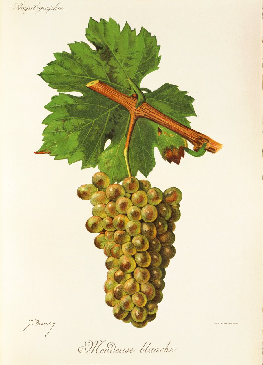 Mondeuse Blanche winogron J.Troncy autorstwa Jules Troncy