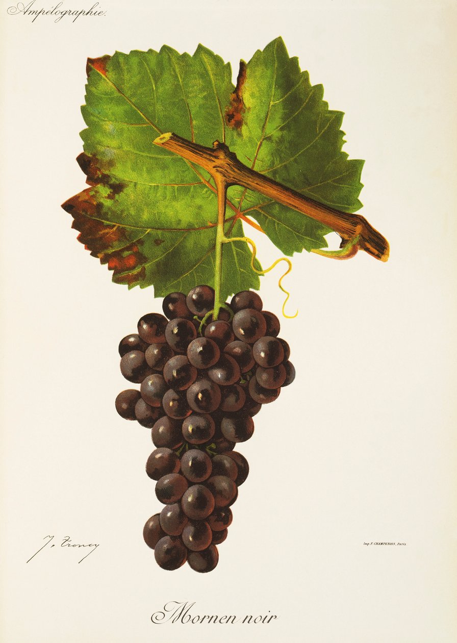 Winogrono Mornen Noir J.Troncy autorstwa Jules Troncy