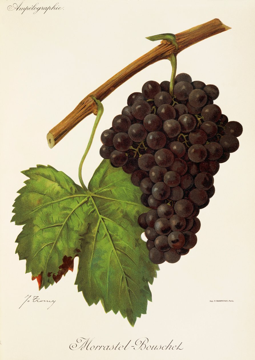 Winogrono Morrastel-Bouschet J.Troncy autorstwa Jules Troncy
