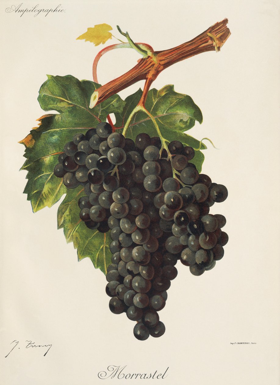 Winogrona Morrastel J.Troncy autorstwa Jules Troncy