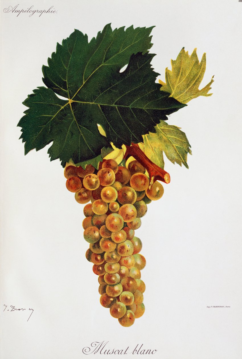 Białe winogrona Moscato (Muscat blanc) Julesa Troncy z Ampelographie, Traite general de viticulture (Ampelografia, Traktat Generalny o uprawie winorośli), vol III, Pierre Viala (1859-1936) i Victor Vermorel (1848-1927), Paryż autorstwa Jules Troncy