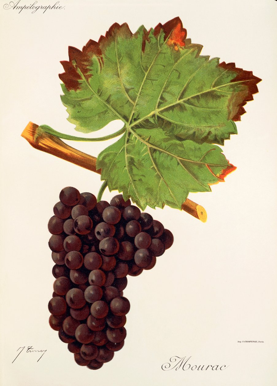 Winogrona Mourac J.Troncy autorstwa Jules Troncy