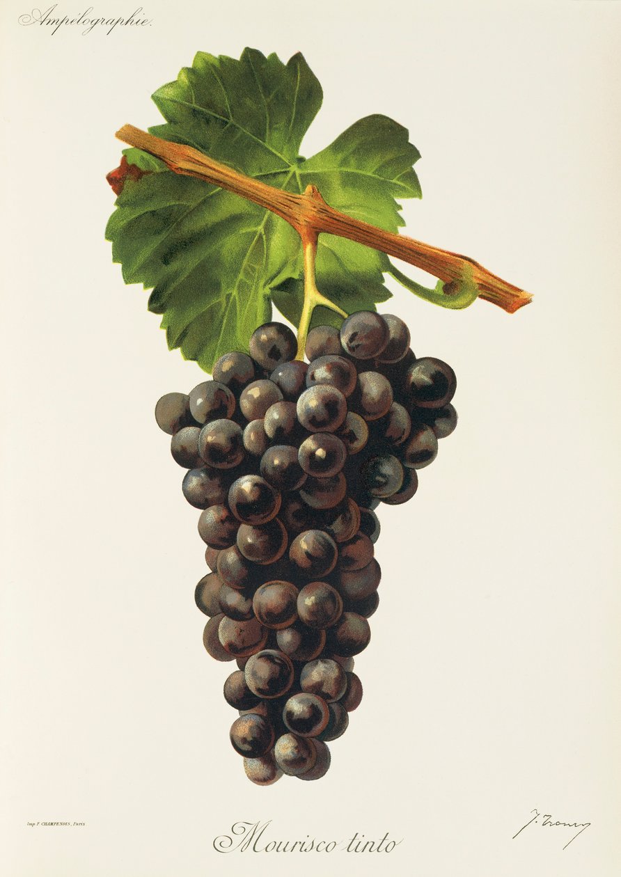 Winogrona Mourisco Tinto J.Troncy autorstwa Jules Troncy