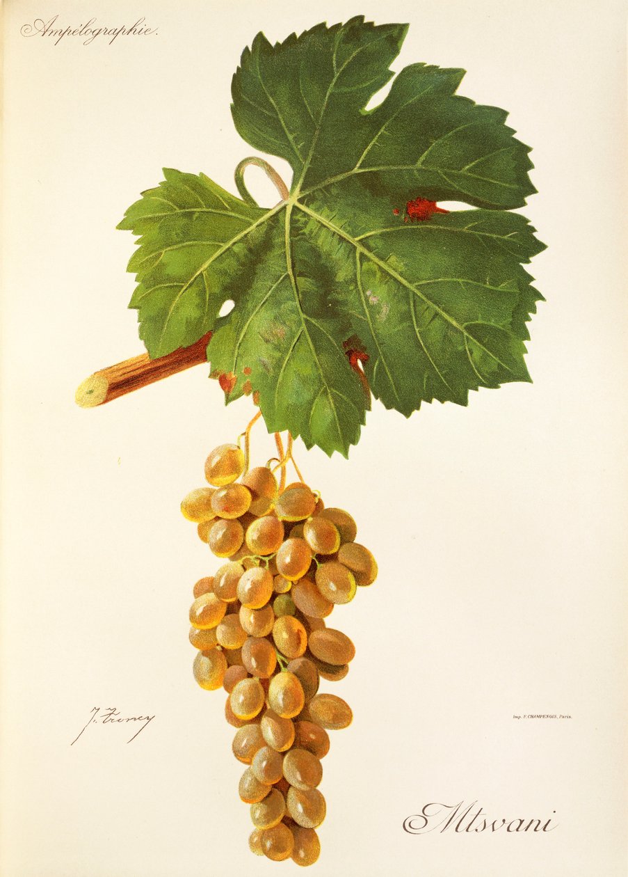 Winogrona Mtsvani J.Troncy autorstwa Jules Troncy
