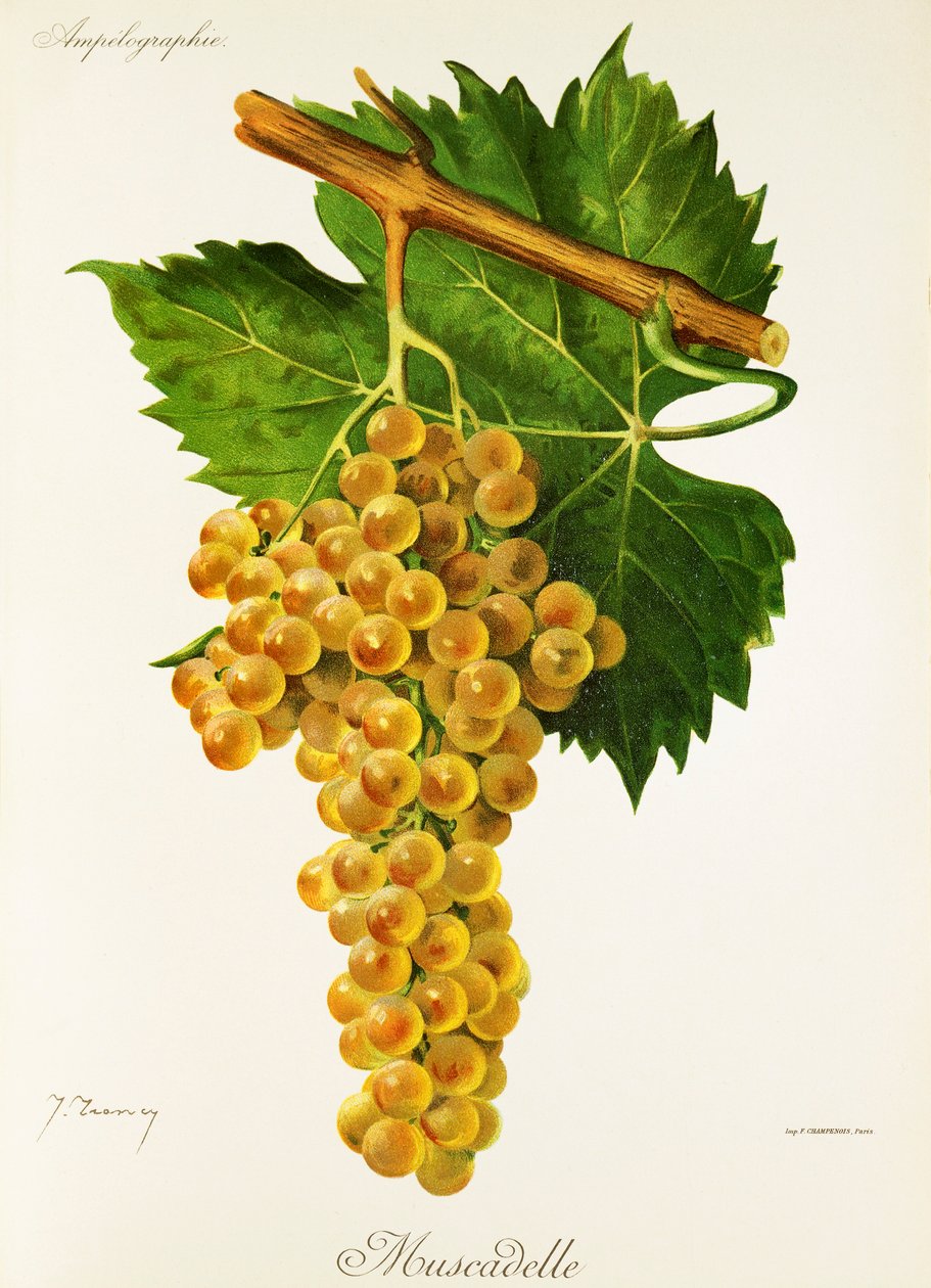 Winogrona Muscadelle J.Troncy autorstwa Jules Troncy