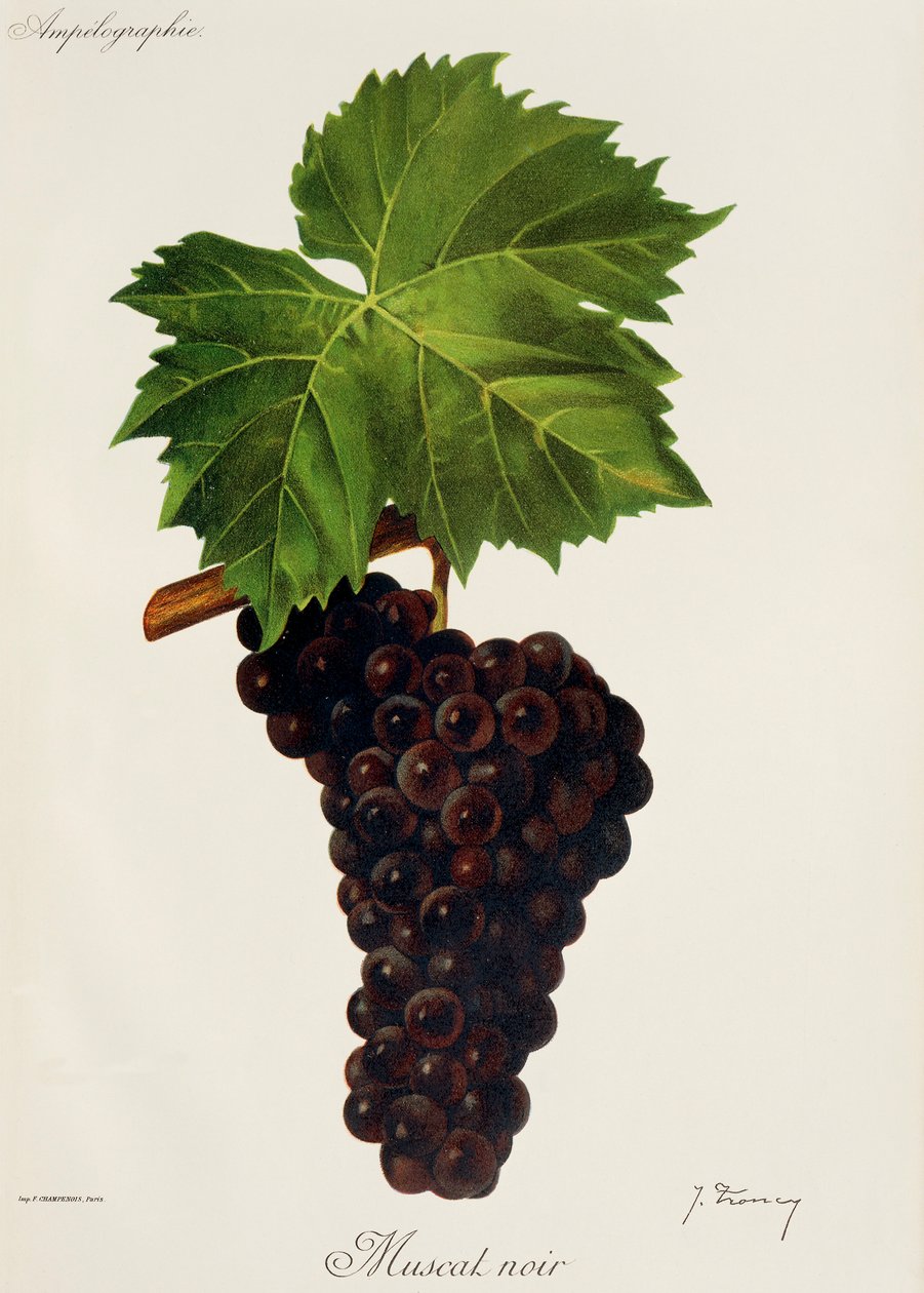 Winogrono Muscat Noir J.Troncy autorstwa Jules Troncy