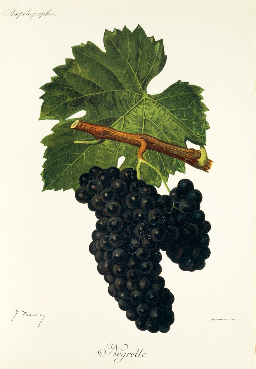 Winogrona Negrette J.Troncy autorstwa Jules Troncy