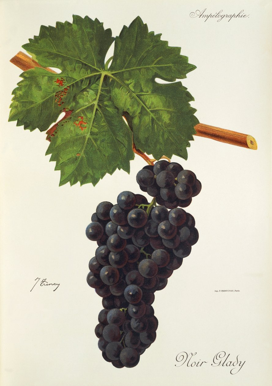 Winogrono Noir Glady J.Troncy autorstwa Jules Troncy