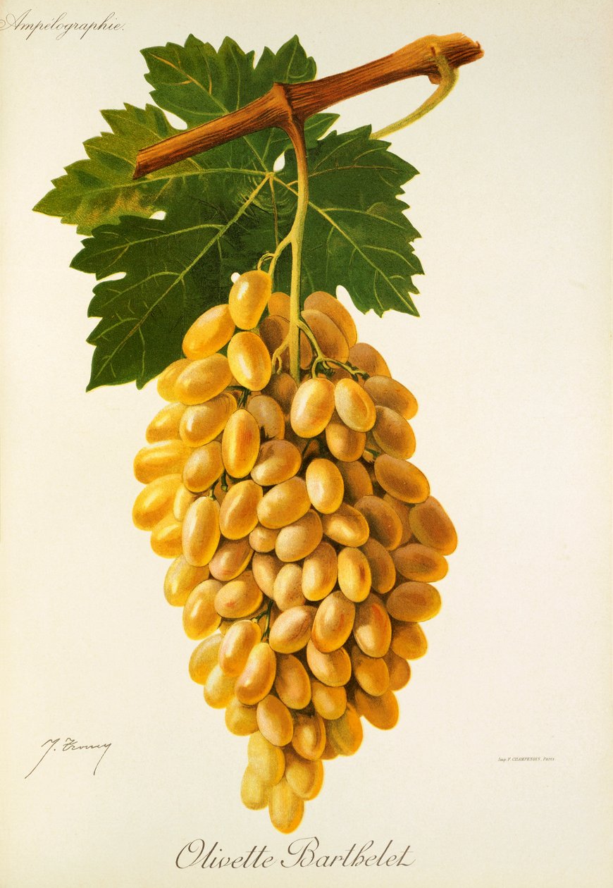 Winogrona Olivette Barthelet J.Troncy autorstwa Jules Troncy