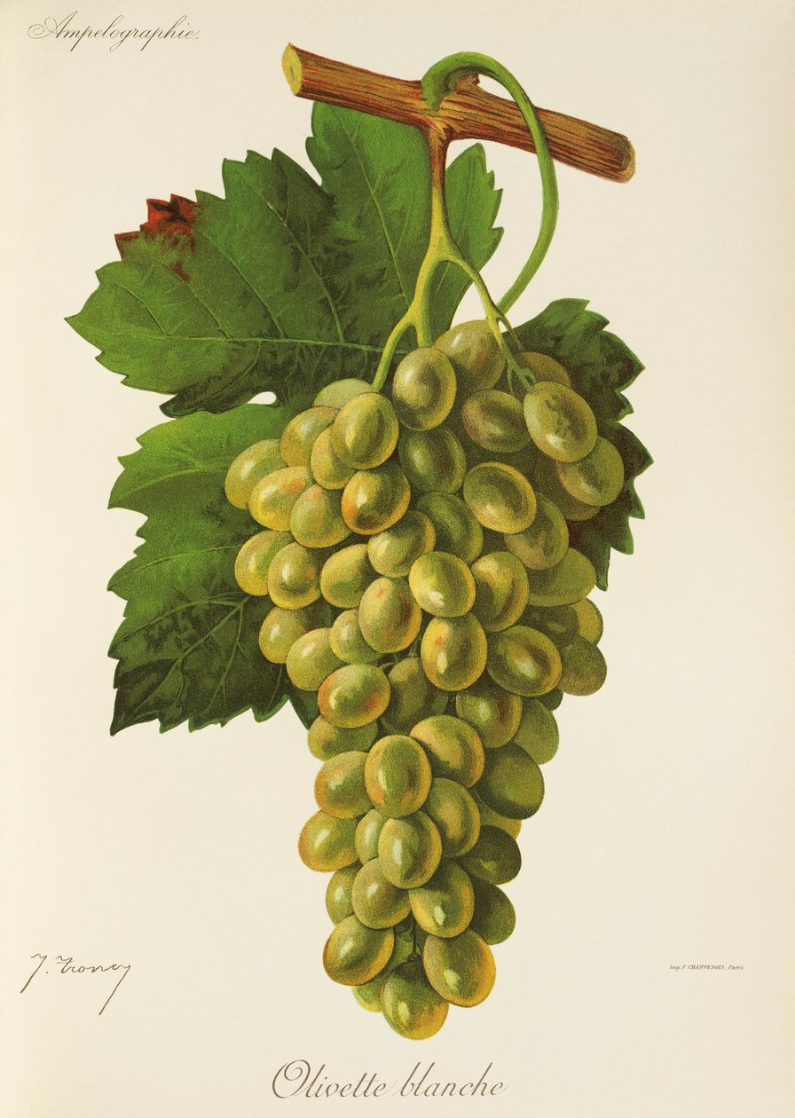 Winogrona Olivette Blanche J.Troncy autorstwa Jules Troncy