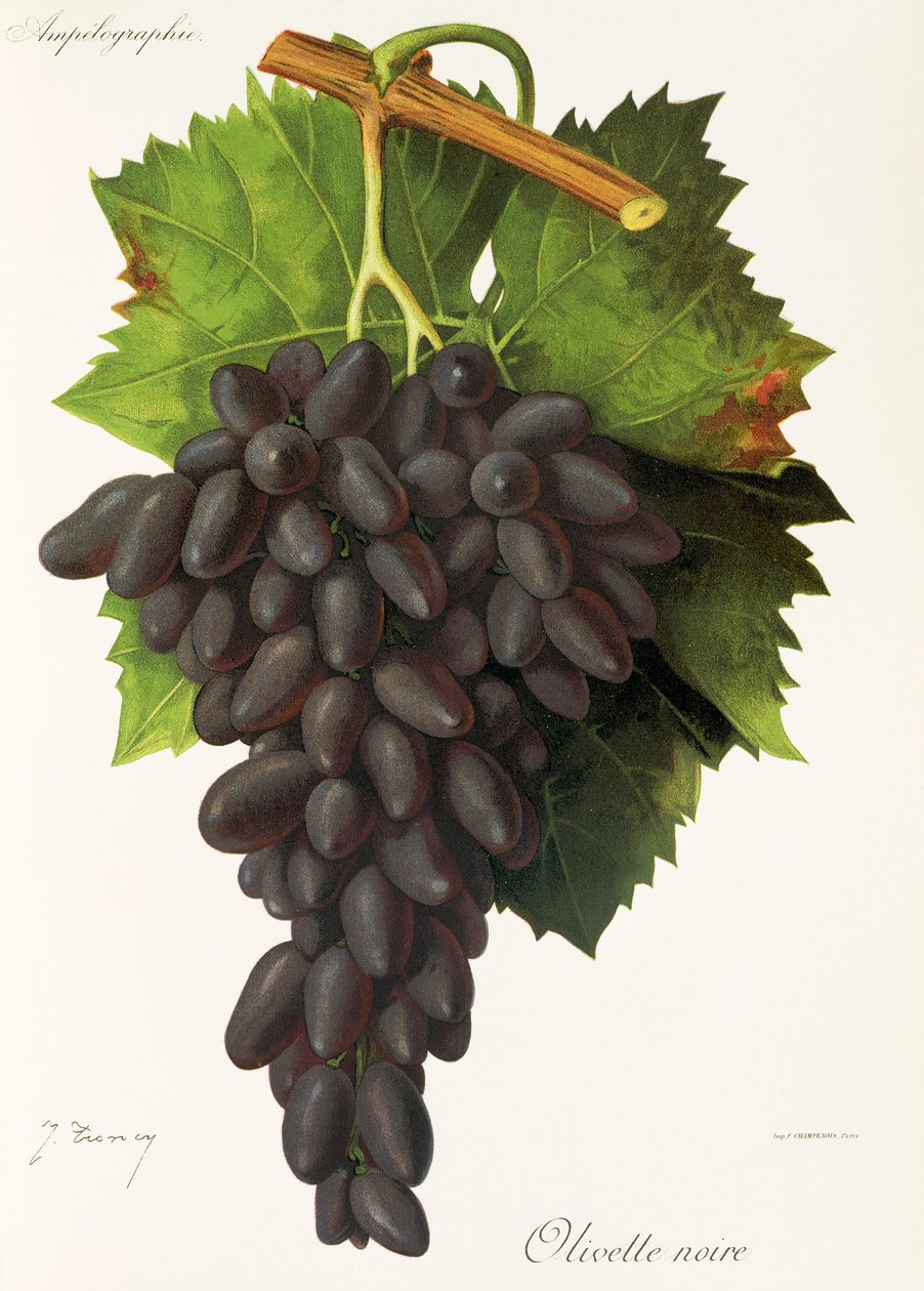 Winogrono Olivette Noire J.Troncy autorstwa Jules Troncy