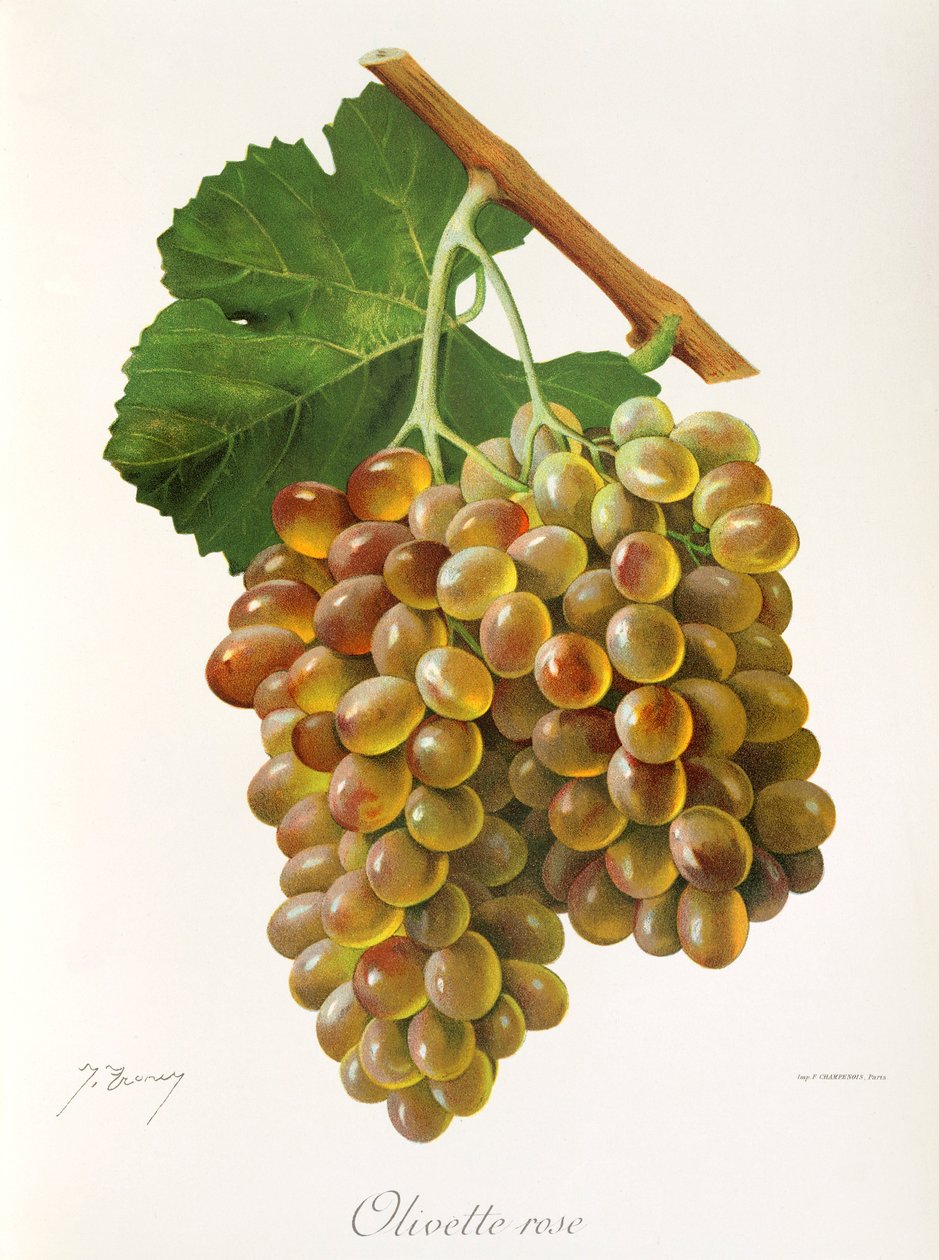 Winogrona Olivette Rose firmy J.Troncy autorstwa Jules Troncy