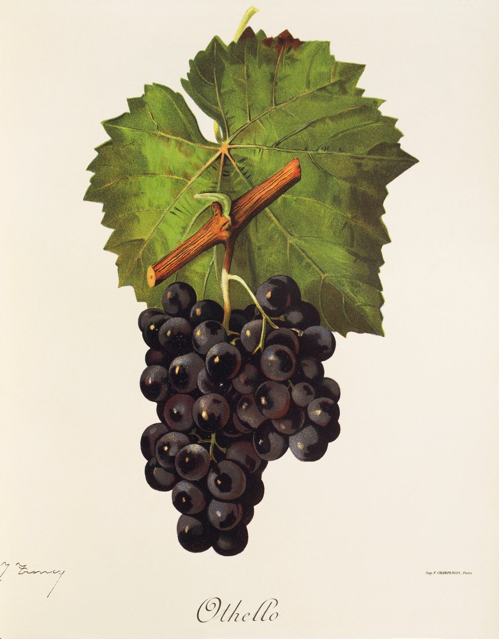 Winogrono Otello J.Troncy autorstwa Jules Troncy