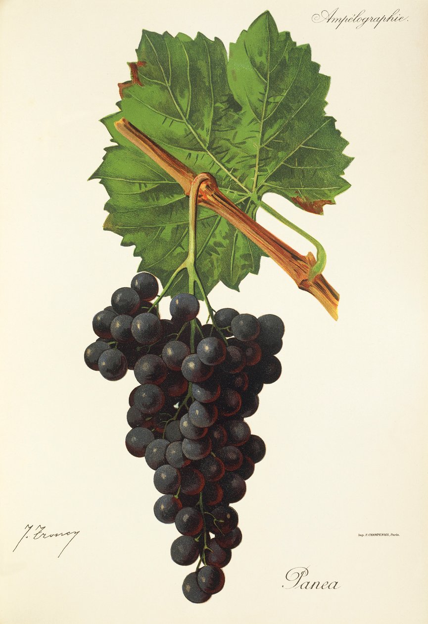 Winogrona Panea J.Troncy autorstwa Jules Troncy
