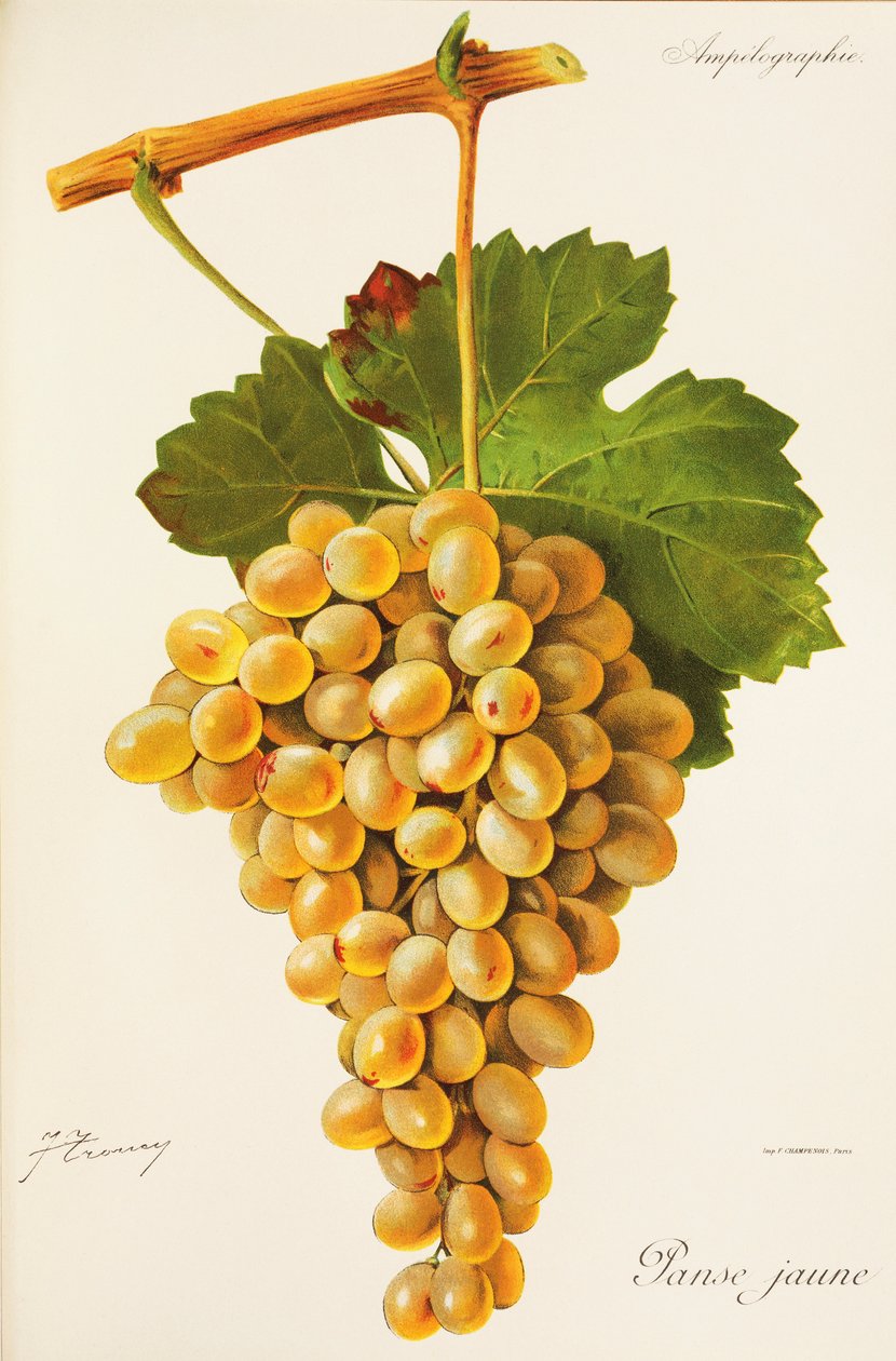 Winogrona z żółtego brzucha J.Troncy autorstwa Jules Troncy