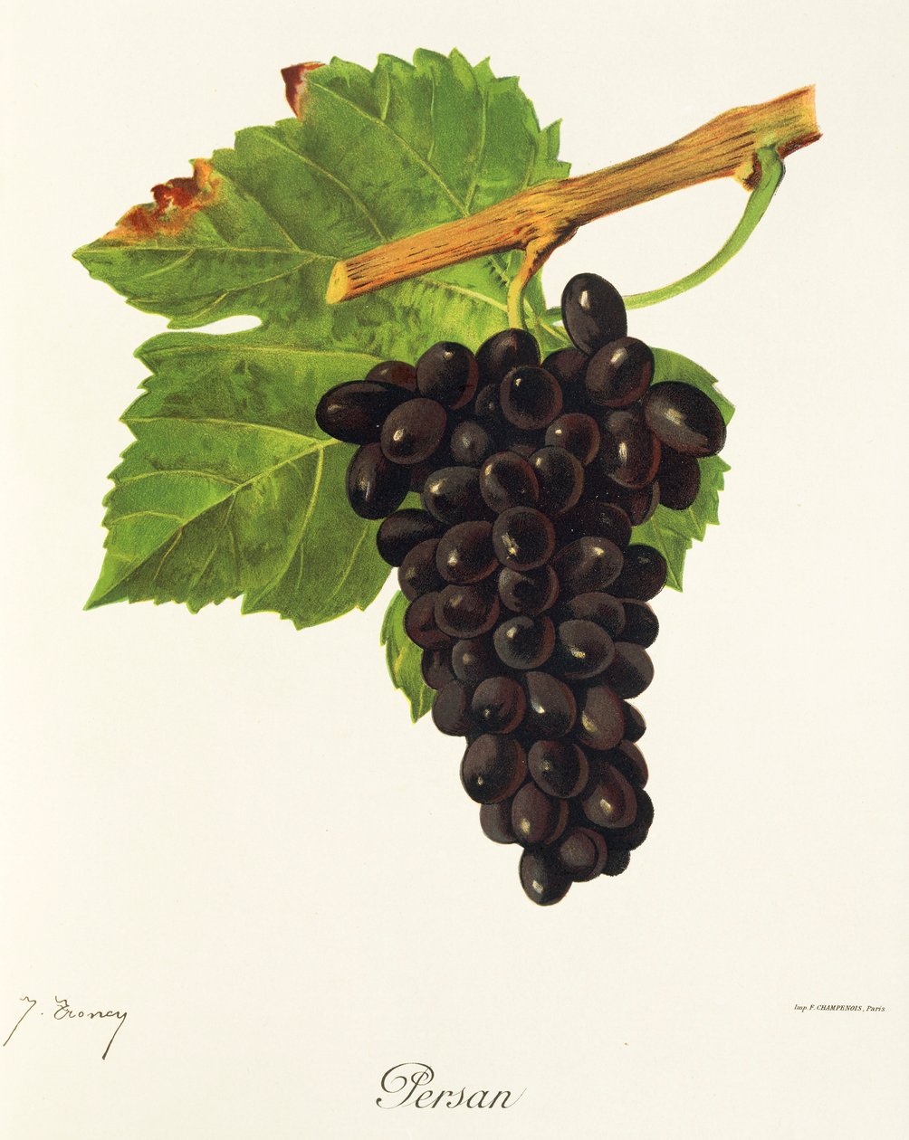 Winogrono perskie autorstwa J.Troncy autorstwa Jules Troncy