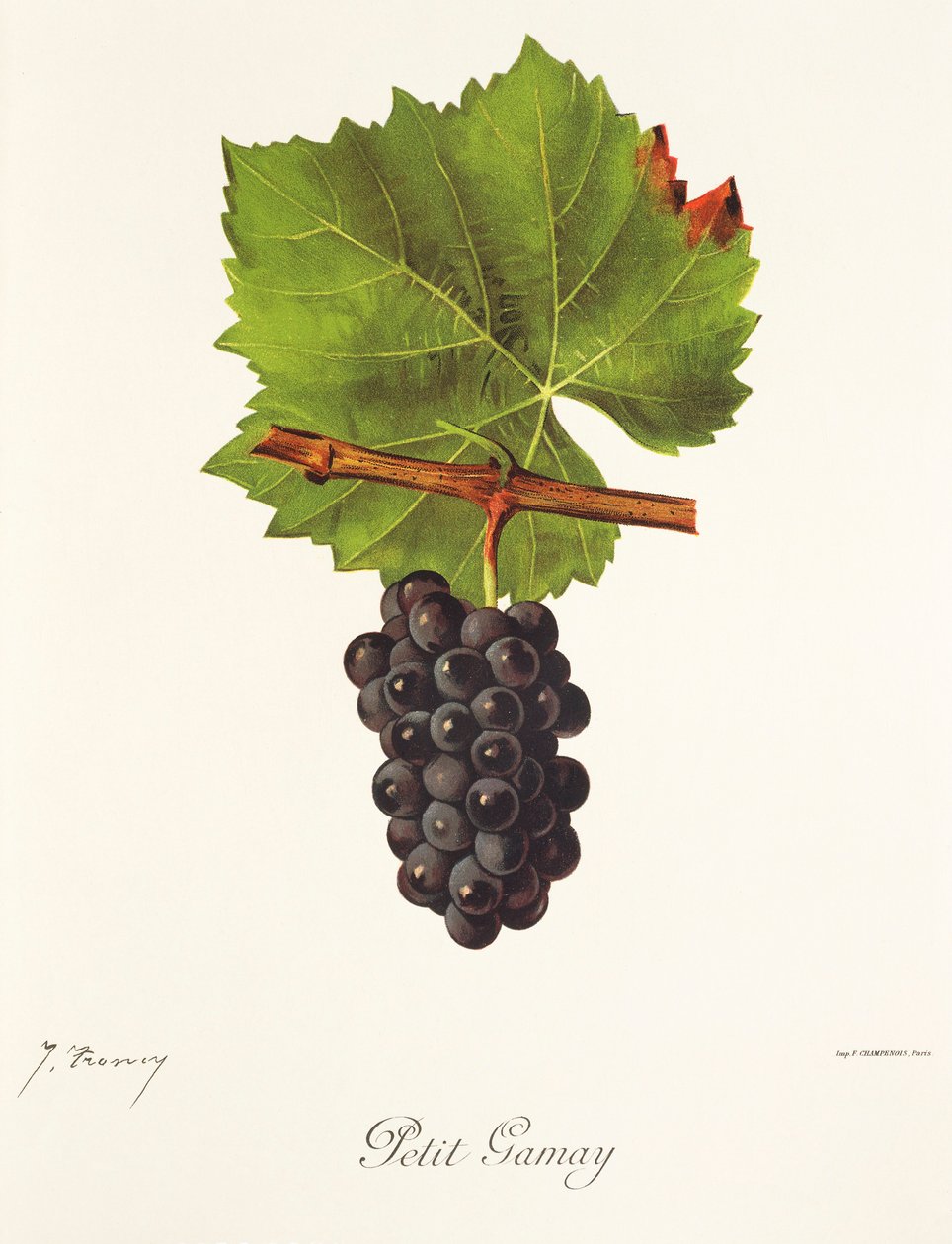 Winogrono Petit Gamay J.Troncy autorstwa Jules Troncy