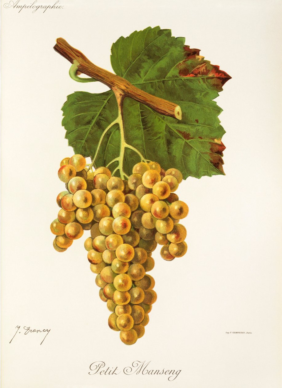 Winogrona Petit Manseng J.Troncy autorstwa Jules Troncy