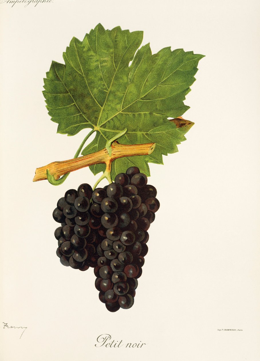 Winogrono Petit Noir J.Troncy autorstwa Jules Troncy