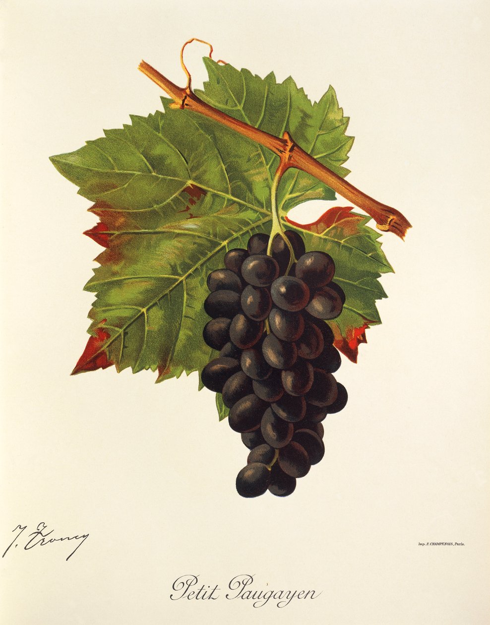 Winogrono Petit Paugayen J.Troncy autorstwa Jules Troncy