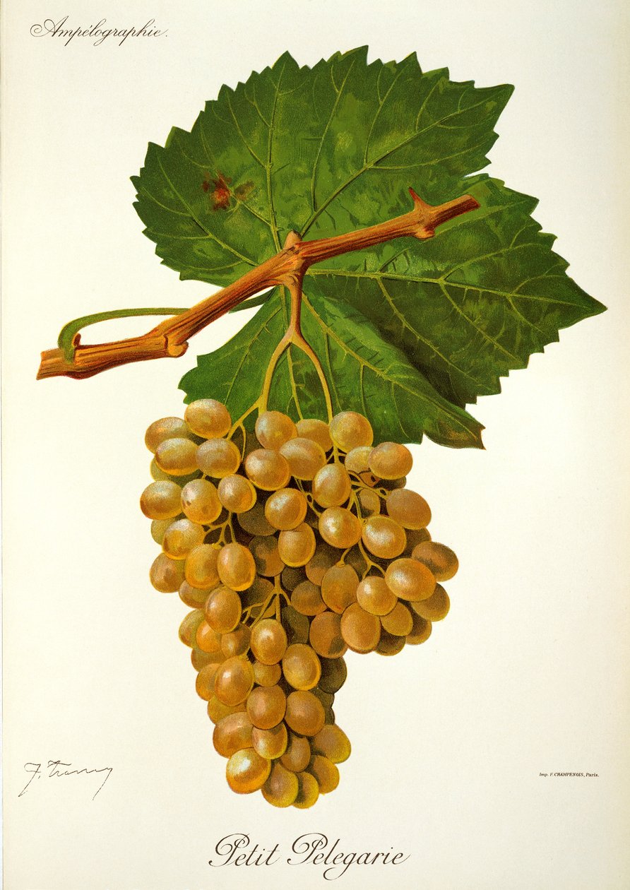 Winogrona Petit Pelegarie J.Troncy autorstwa Jules Troncy
