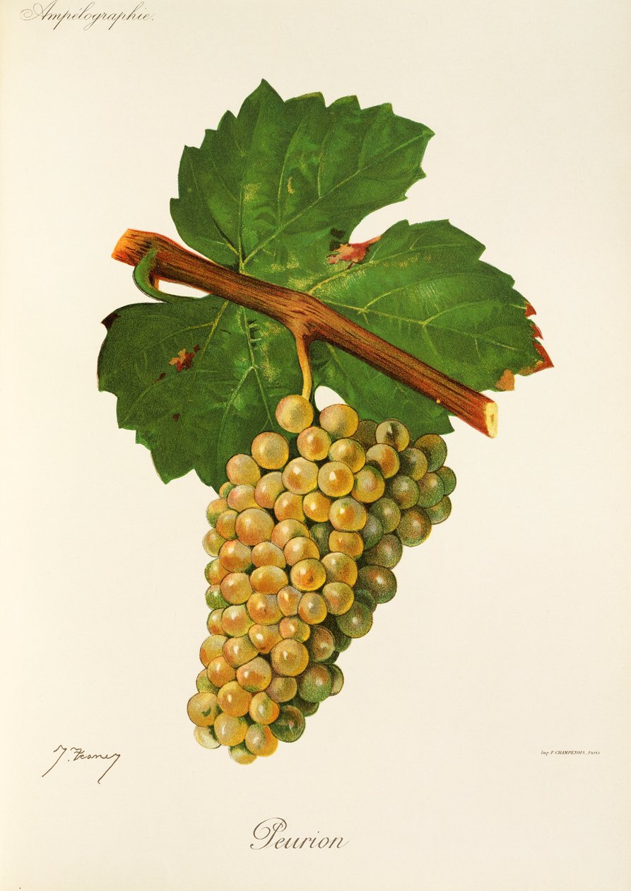 Winogrono Peurion J.Troncy autorstwa Jules Troncy