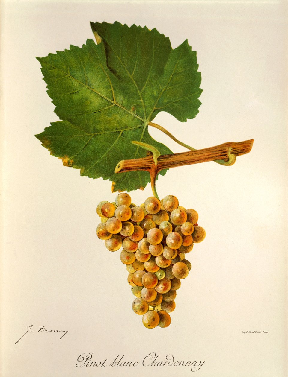 Winogrona Pinot Blanc Chardonnay J.Troncy autorstwa Jules Troncy