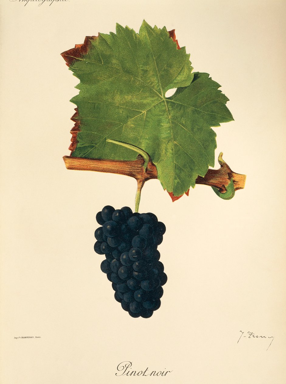 Winogrono Pinot Noir J.Troncy autorstwa Jules Troncy
